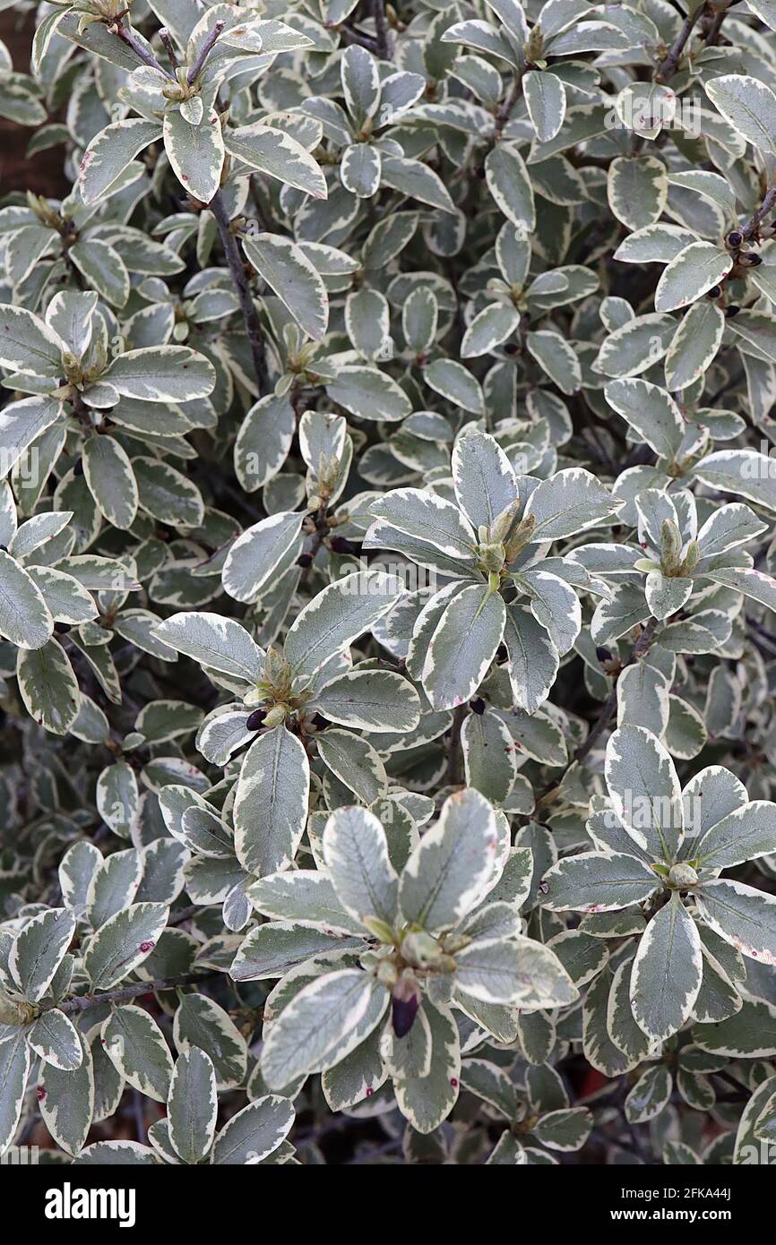 Pittosporum tenuifolium ‘Silver Queen’ tawhiwhi Silver Queen – small ovate olive green leaves with cream margins and wavy edges,  April, England, UK Stock Photo