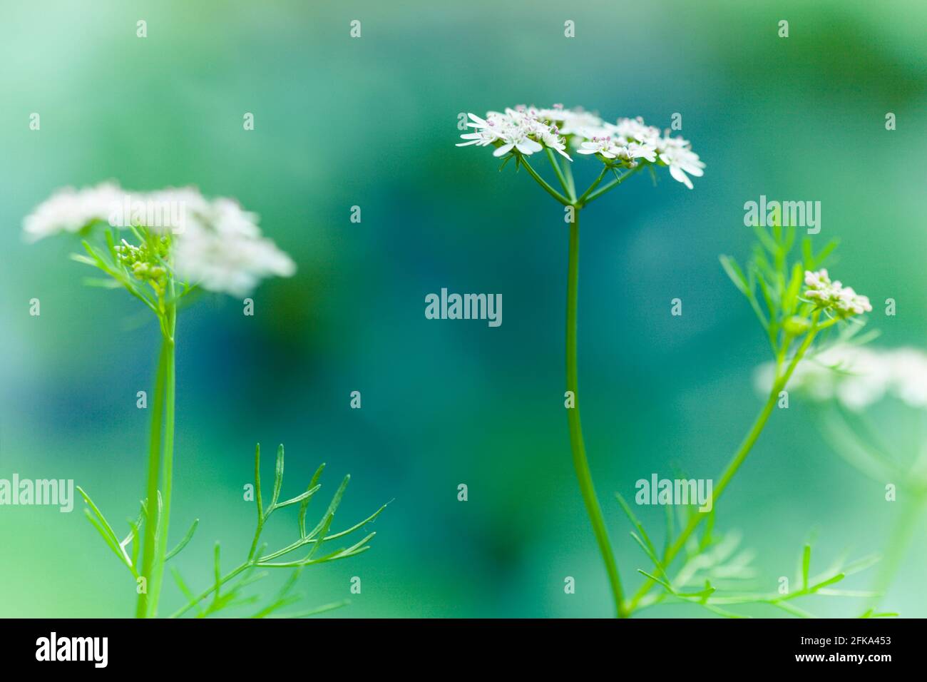 Matured Coriander bloom and seeds in kitchen garden, also known as