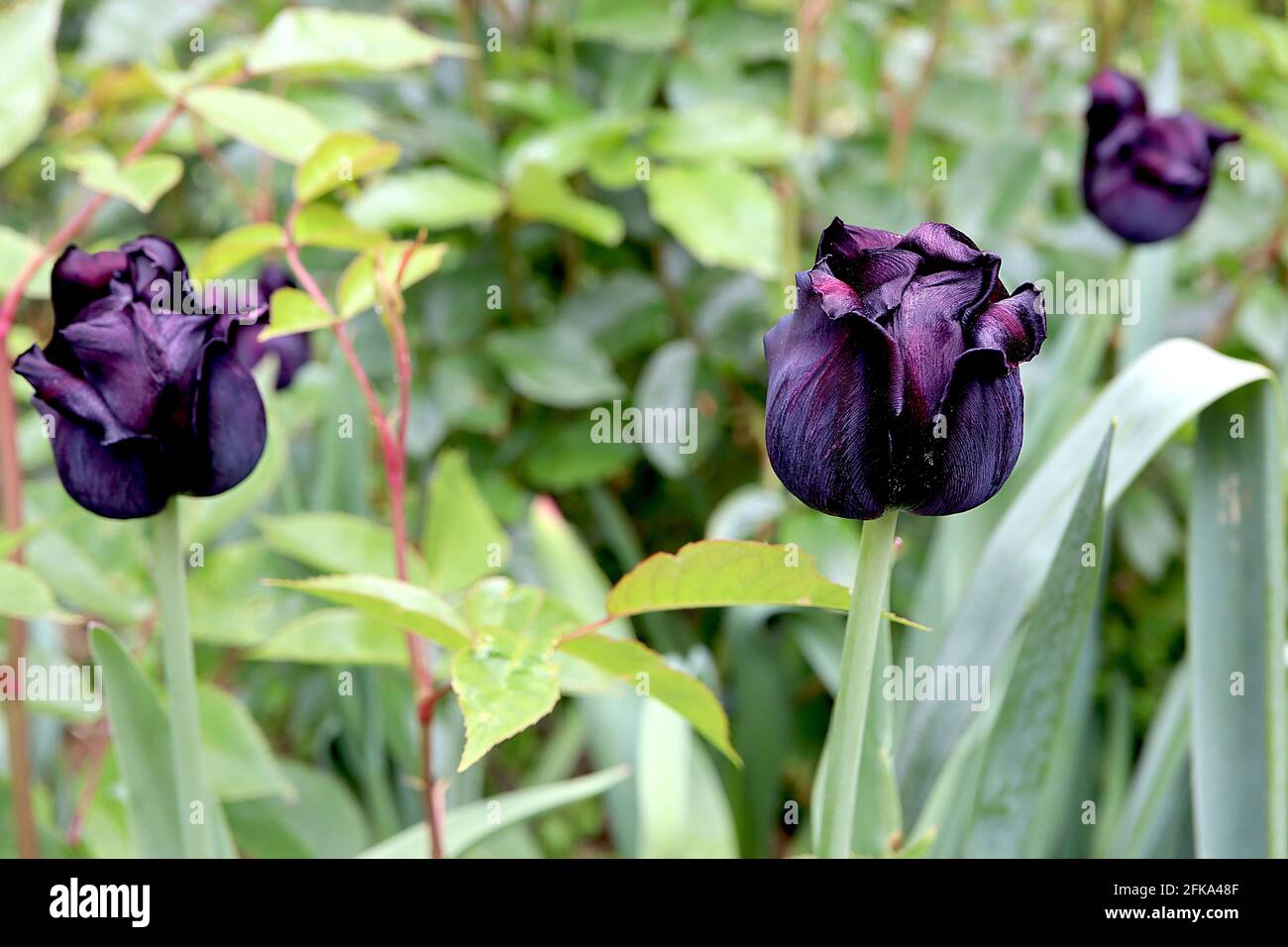 Tulipa ‘Paul Scherer’  Triumph tulip 3 Paul Scherer tulip – purple black flowers,  April, England, UK Stock Photo