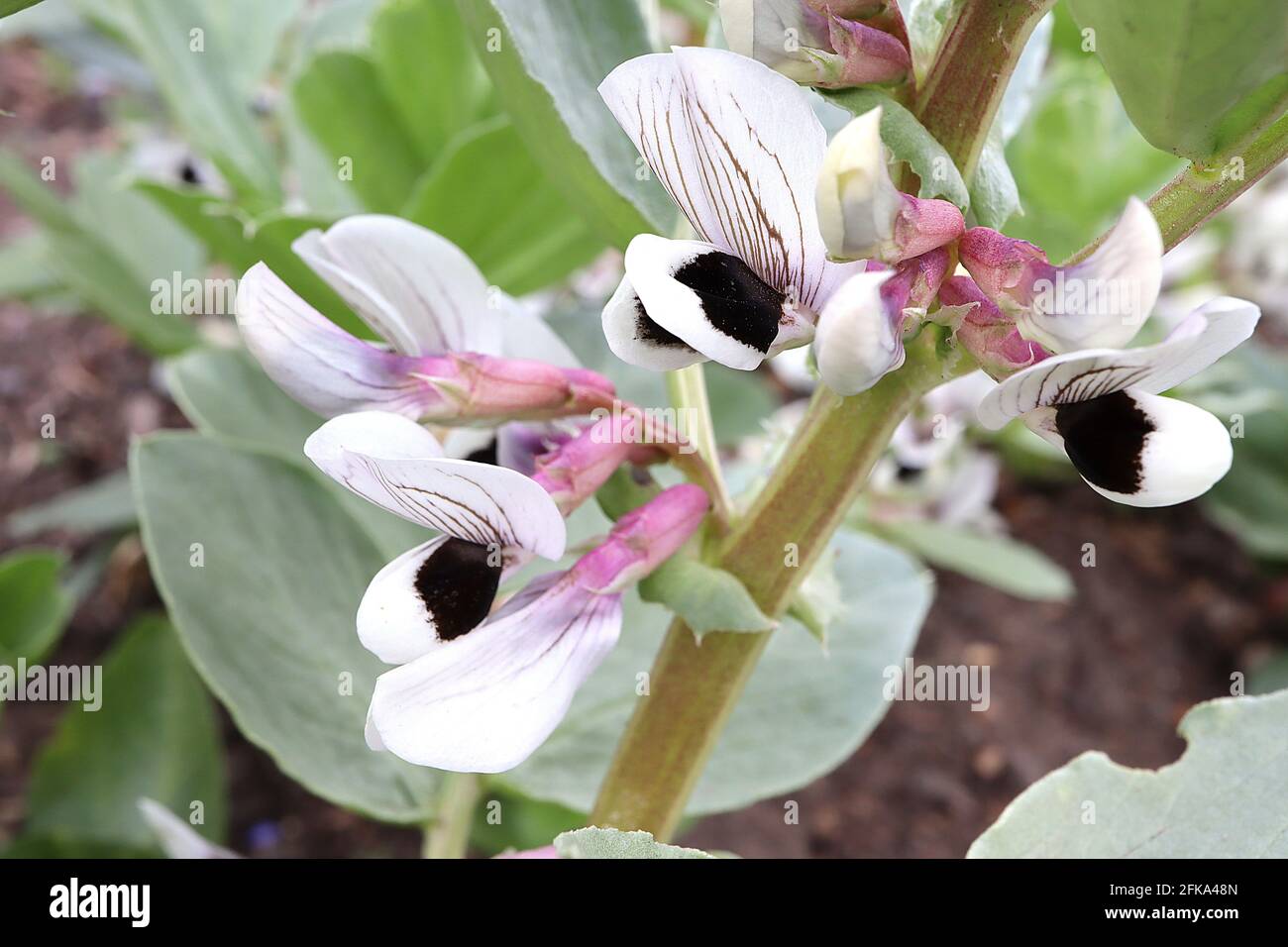 Vicia faba Broad bean plant – white pea-like with black spots and black veins,  April, England, UK Stock Photo