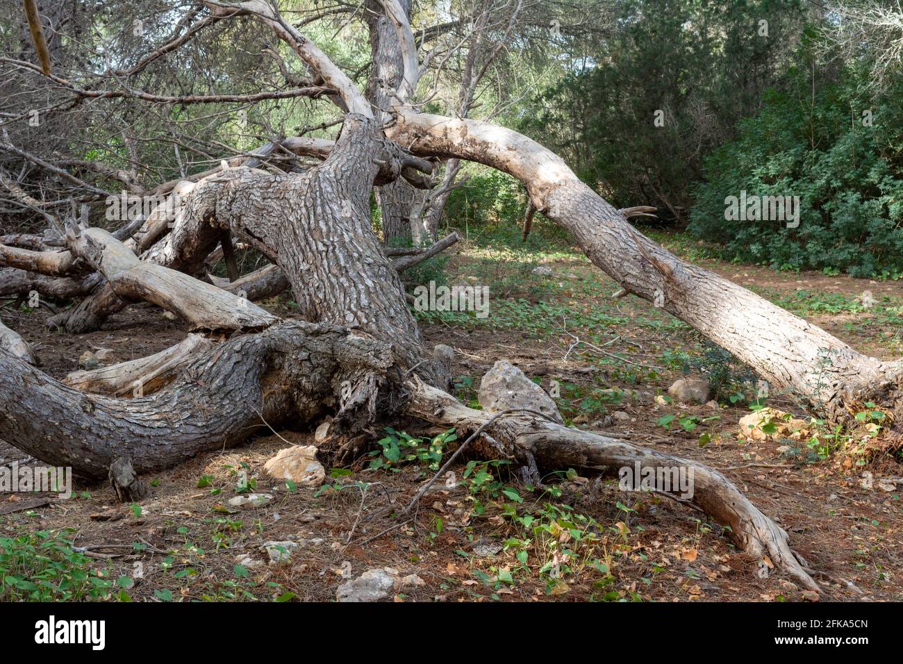 Old fallen tree in the middle of the forest Stock Photo - Alamy
