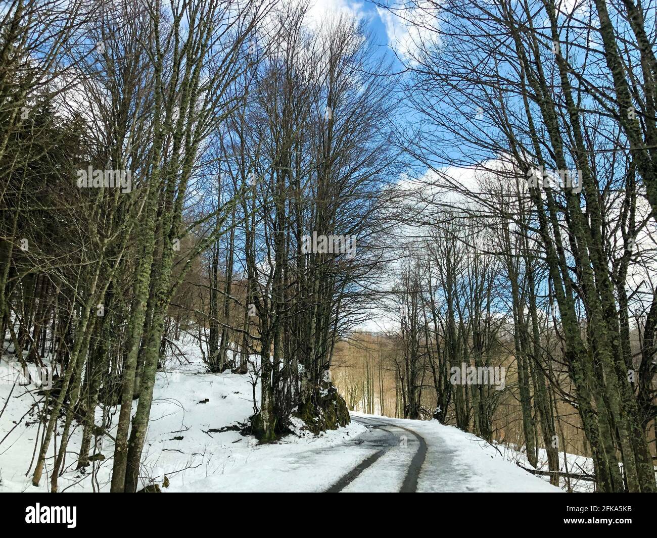 Beautiful view of a road in the forest in the winter Stock Photo - Alamy