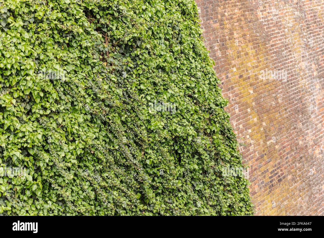 Ivy curled around the brick wall. A climbing plant along a brick wall