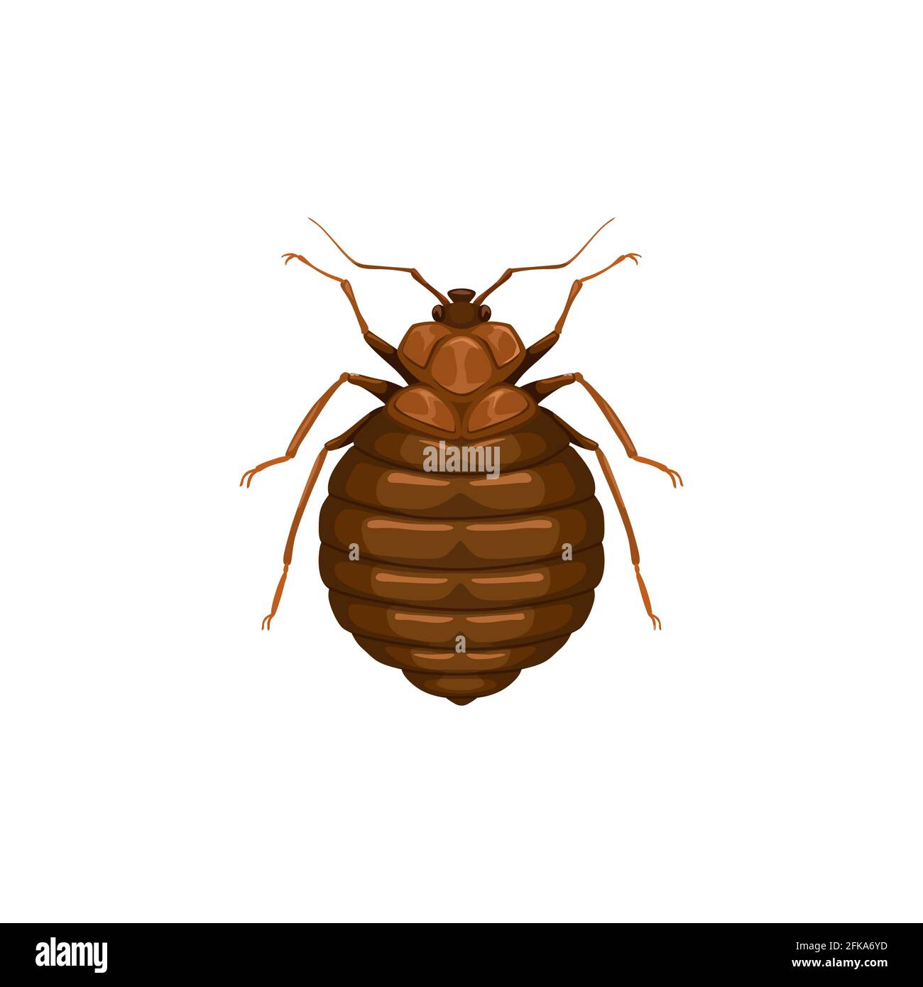 Bedbug icon, insect parasite or bed bug, pest control and domestic disinsection service, vector