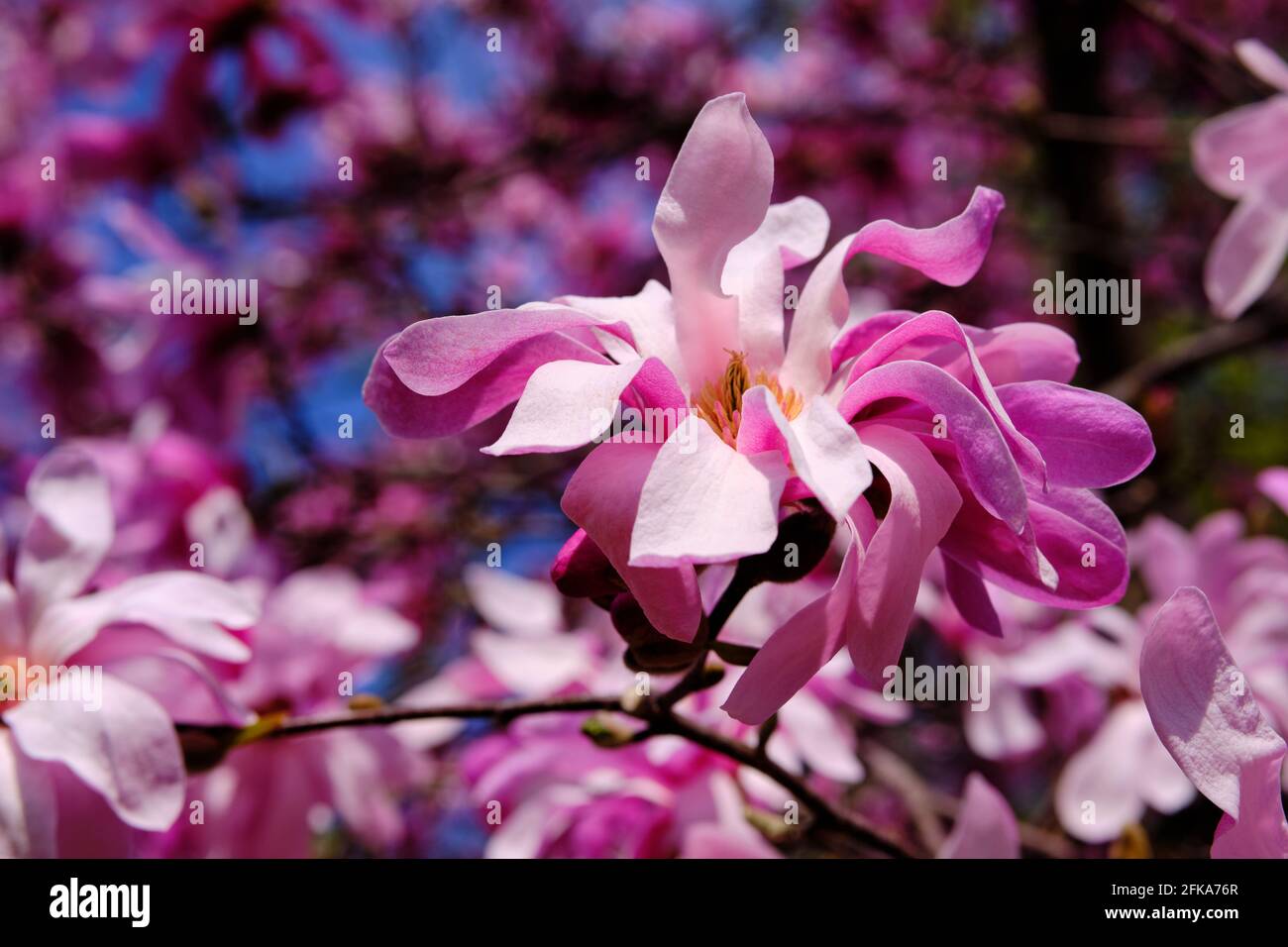 Bloom from a Leonard Messel Magnolia in spring pink colour Stock Photo