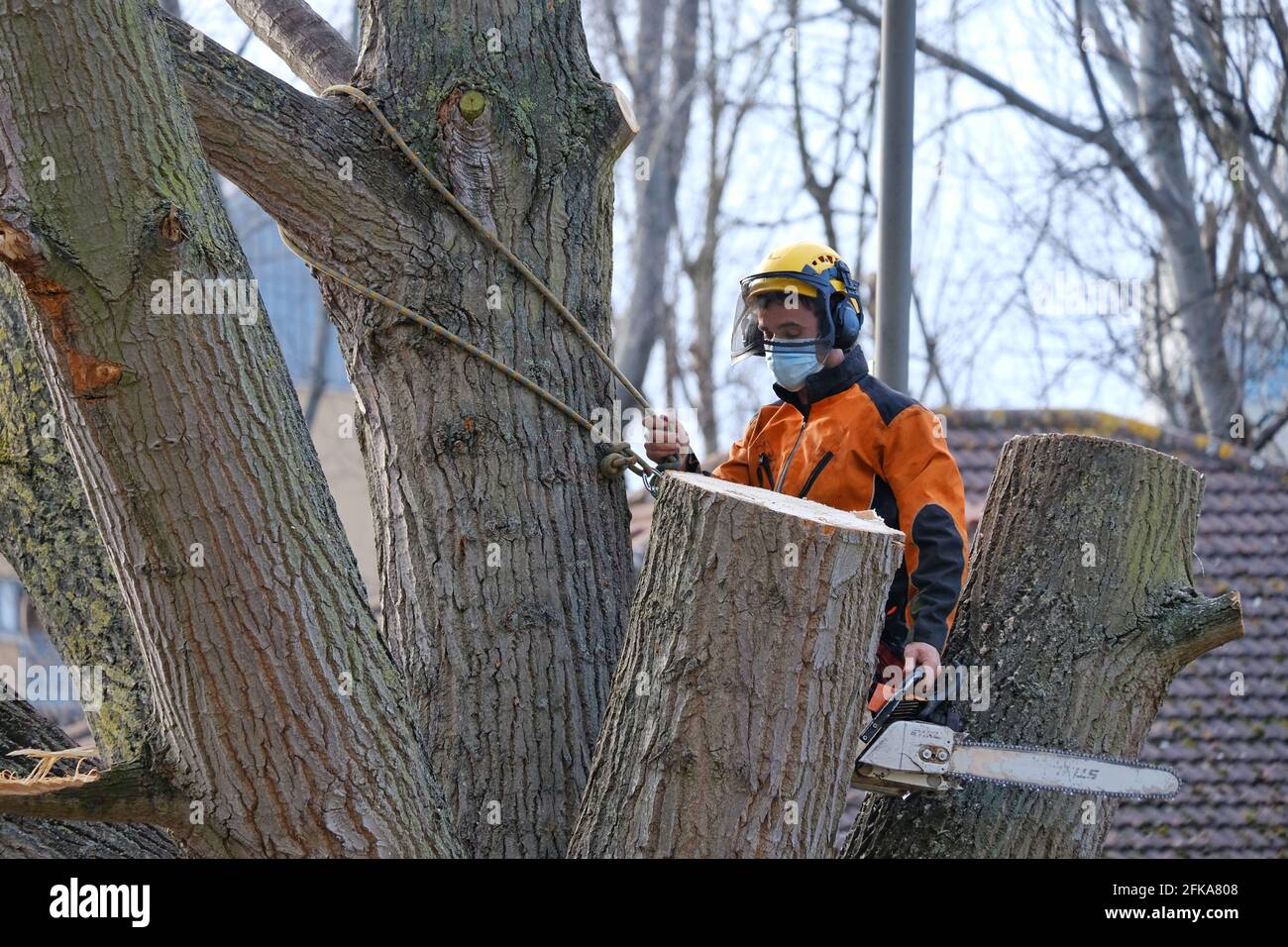 A tree surgeon removes a mature black poplar tree, central to an Extinction Rebellion tree protector protest in York Gardens, Wandsworth, London. Stock Photo
