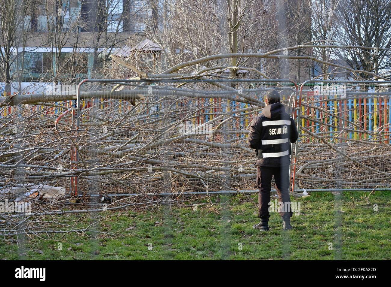 A security guard surveys the scene after a tree occupied by environmental activists, before their removal by the police, was felled. Stock Photo