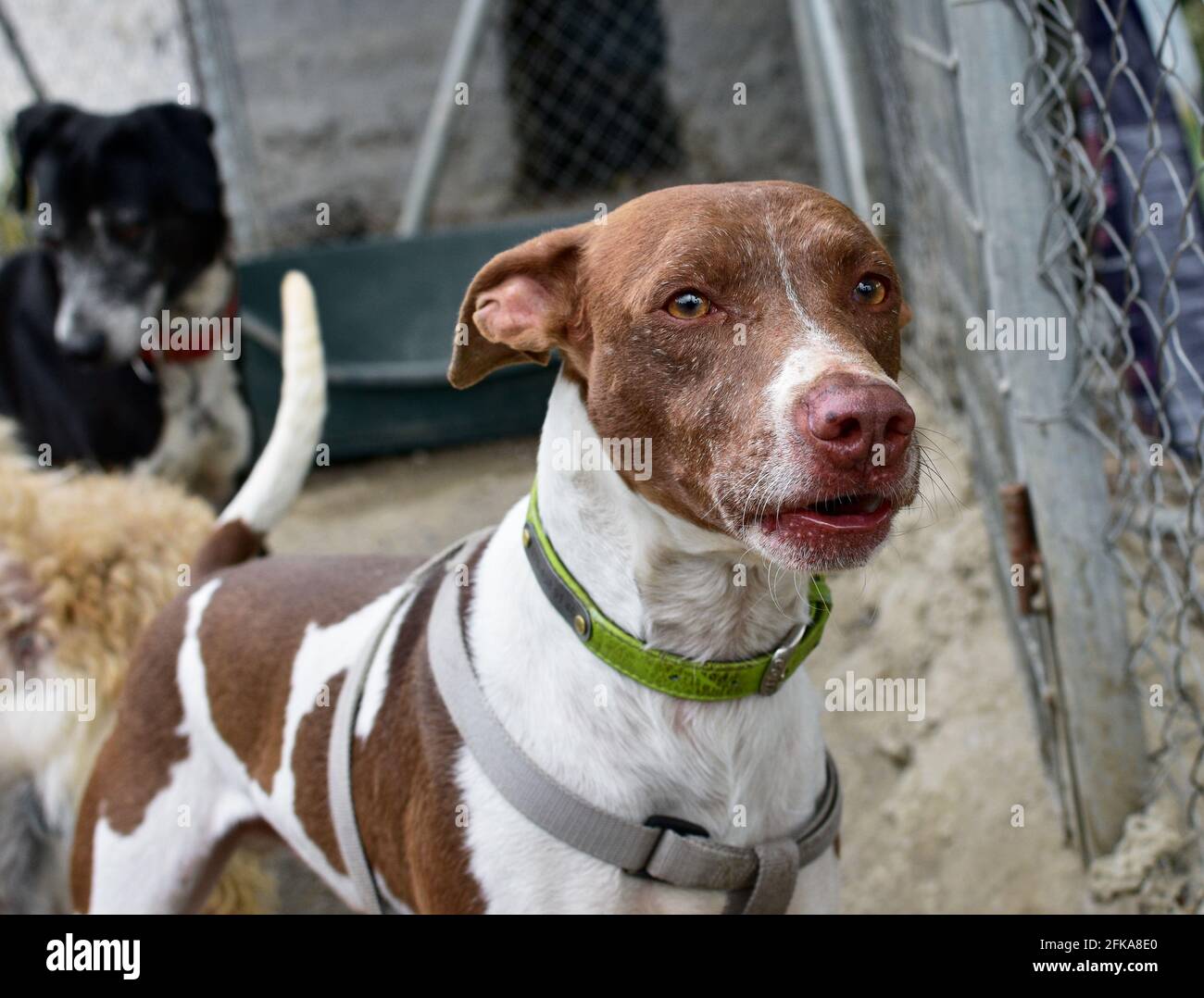 Patched dog hi-res stock photography and images - Alamy