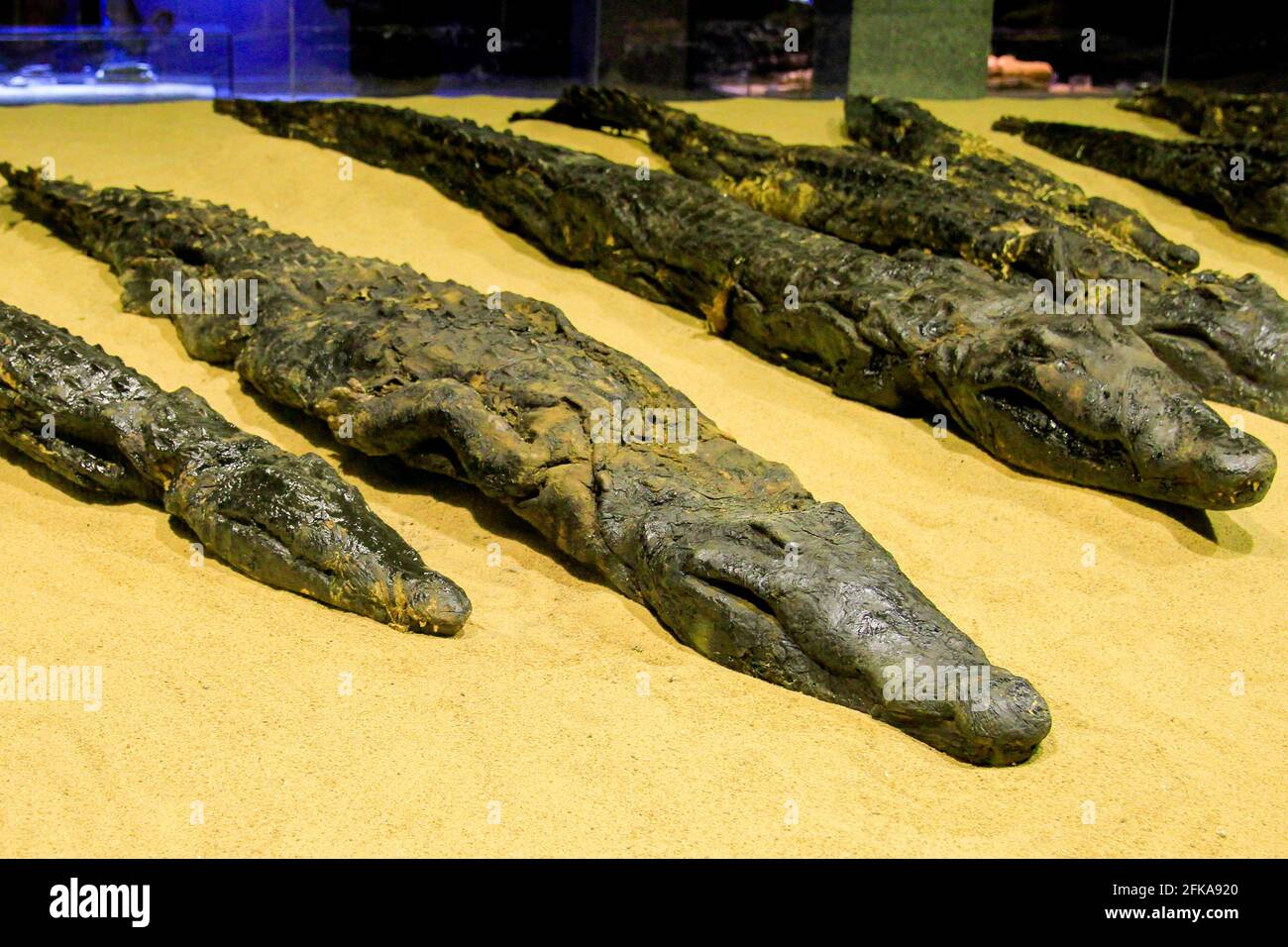 Mummified crocodiles in museum at Kom Ombo temple, Kom Ombo, Egypt Stock Photo