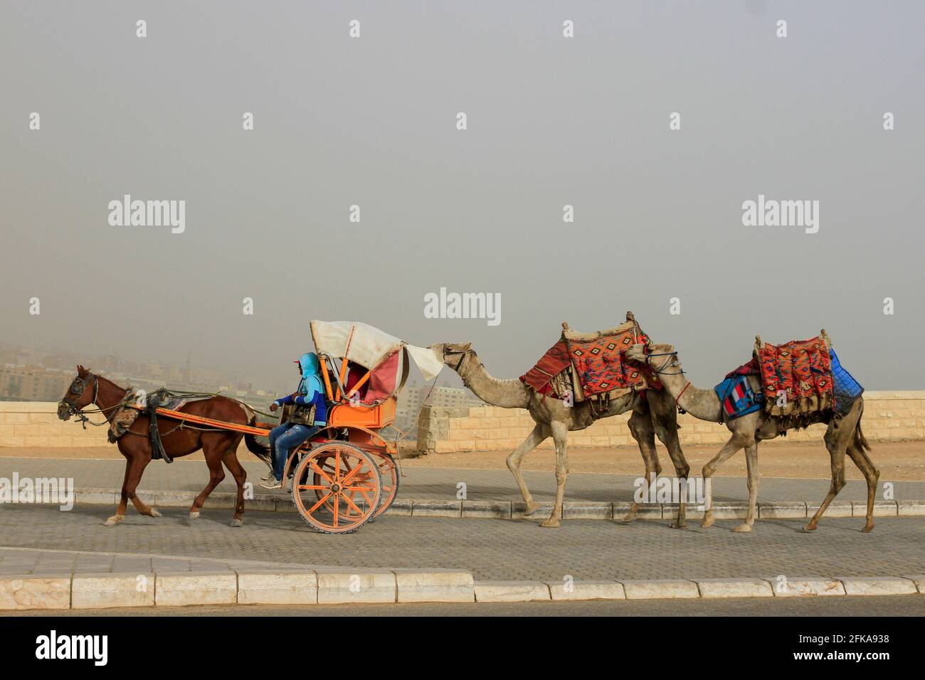 Traditional horse drawn cart with two camels following on busy road near Giza, Egypt Stock Photo