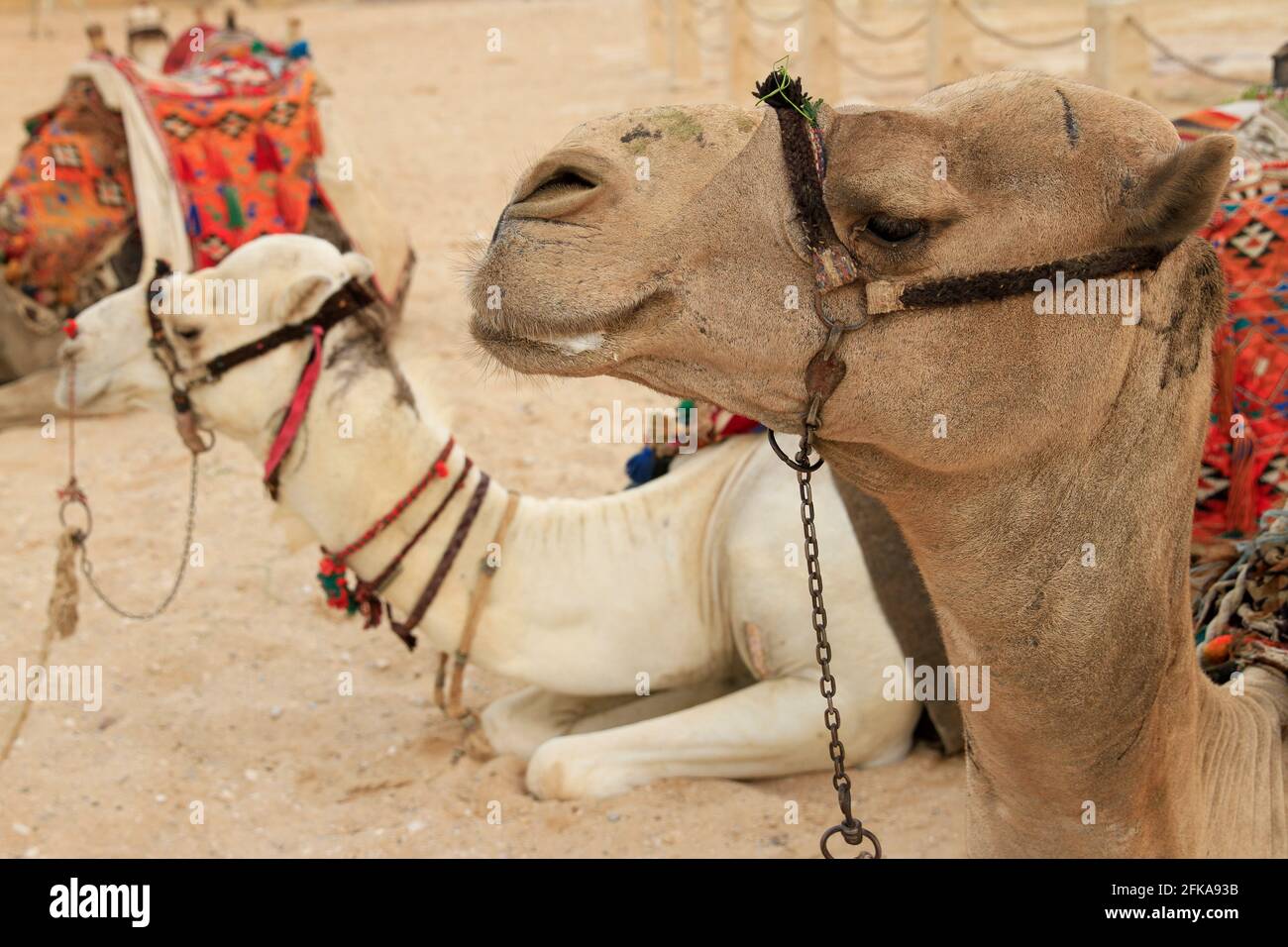 Close up of camels with bridles and saddles at the pyramids of Giza, Egypt Stock Photo