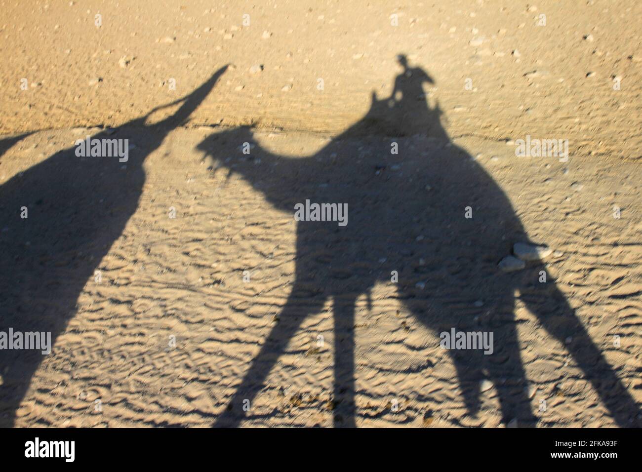 Silhouette of people riding camels on sand in the desert, Giza, Egypt Stock Photo
