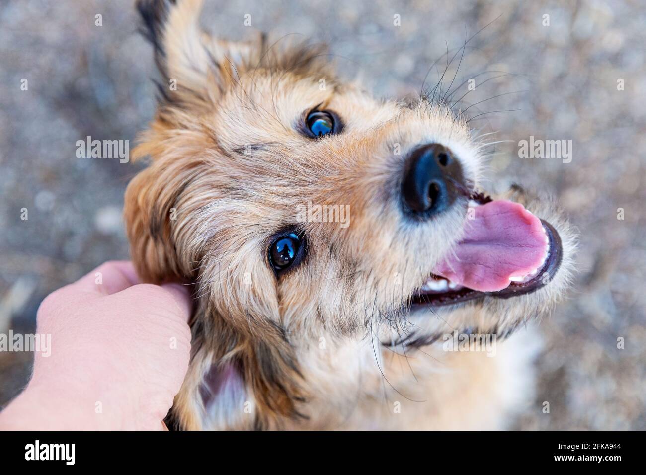 Mixed poodle breed puppy getting an ear scratch, 9 weeks old, looking at camera. Stock Photo