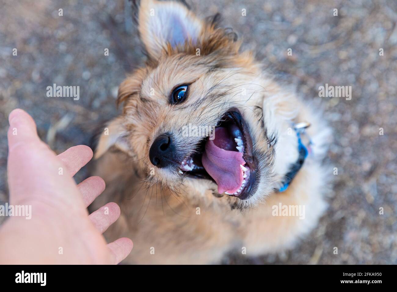 Cute mixed breed puppy with sharp puppy teeth. Stock Photo