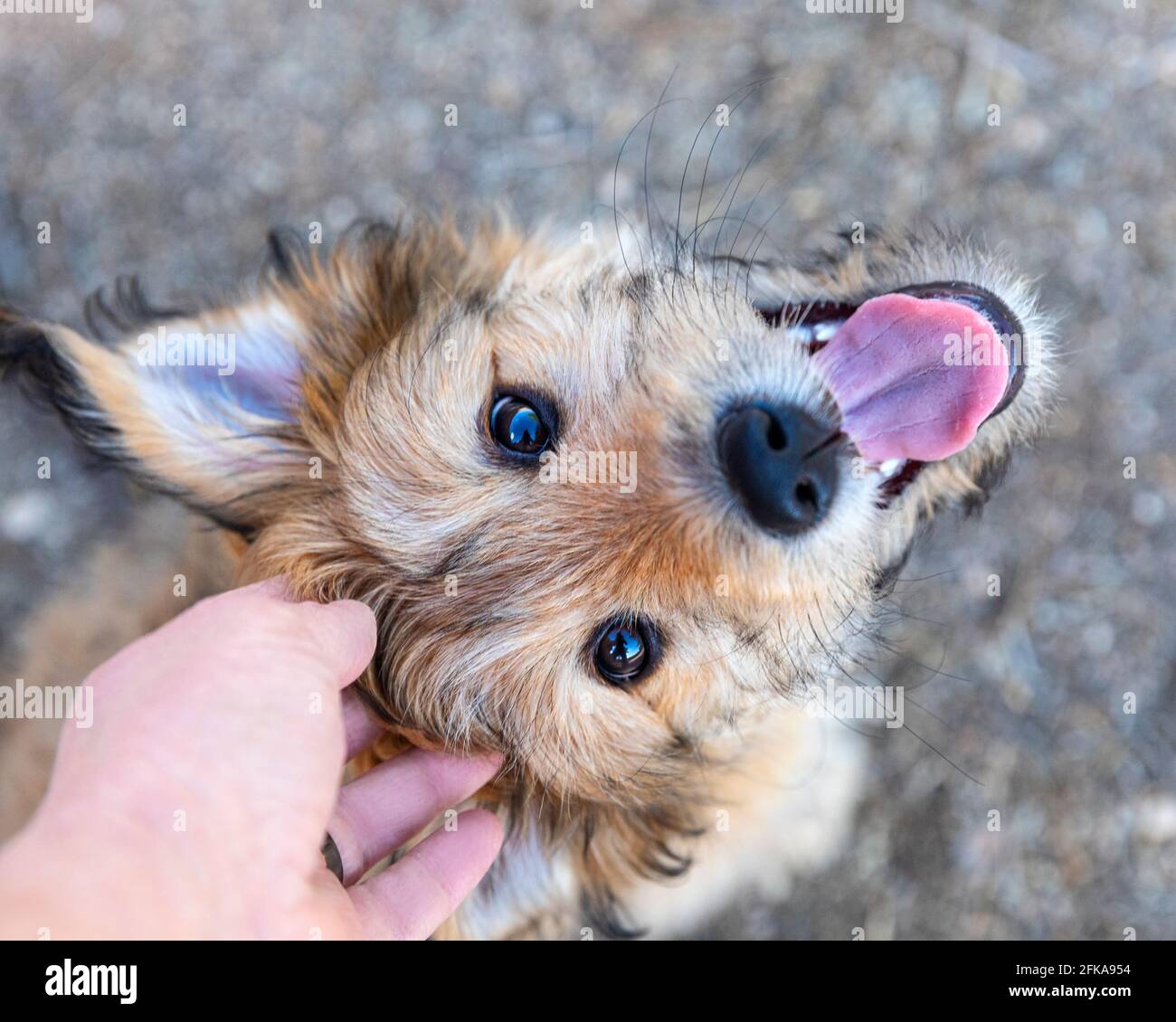 Cute mixed breed puppy, looking up at the camera, being pet by her owner. Stock Photo