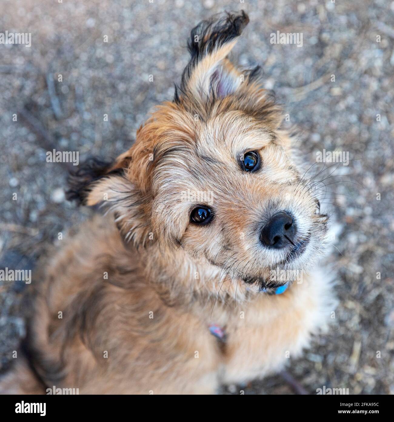Cute mixed breed poodle puppy looking up at owner. Stock Photo