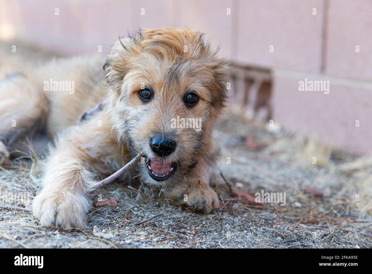 Cute pupy chewing on a stick Stock Photo