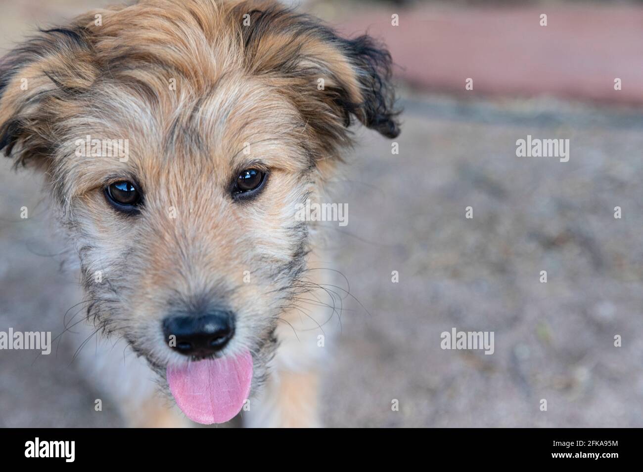 Cute mixed breed poodle puppy Stock Photo