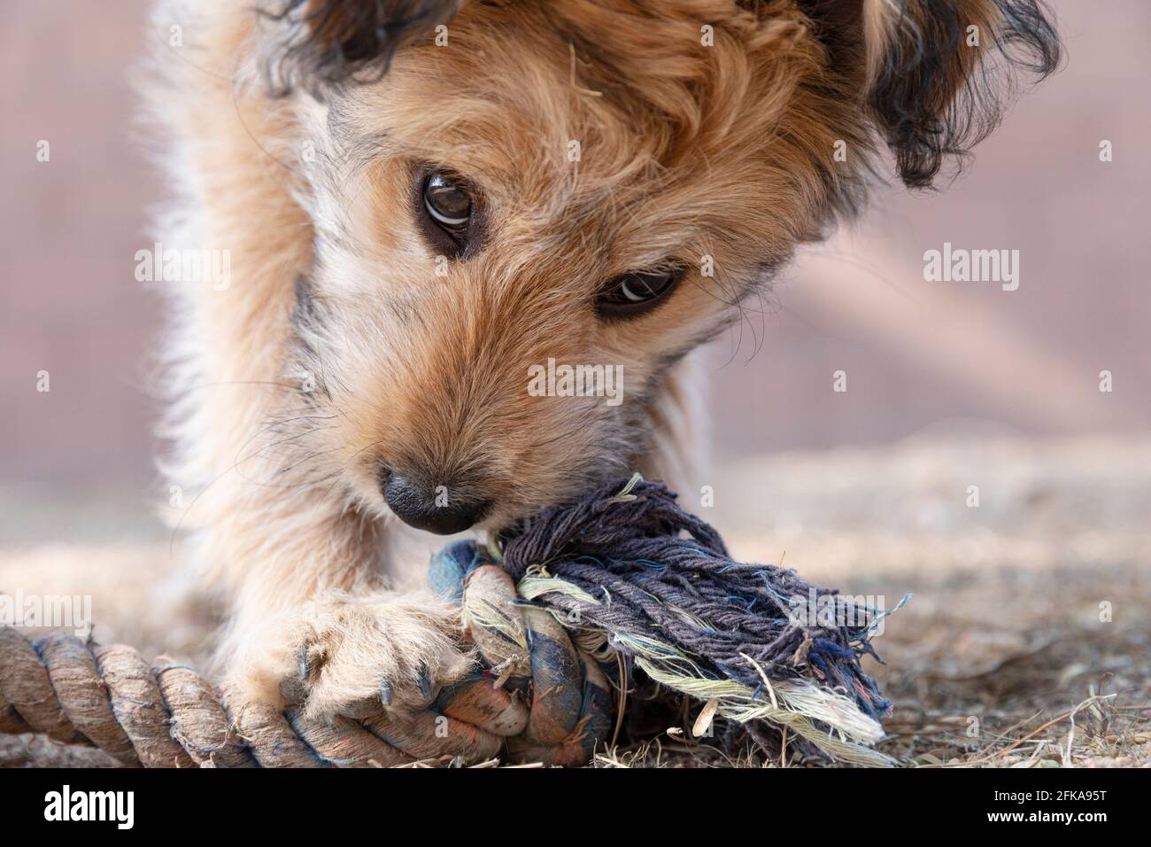 Cute mixed breed poodle puppy chewing on an old rope dog toy. Stock Photo