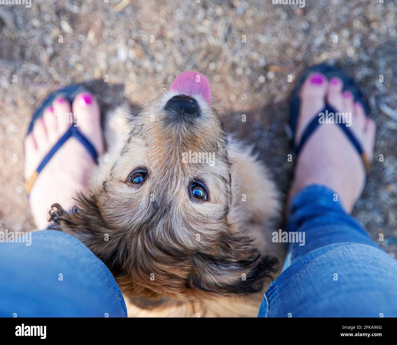 Cute mixed breed poodle puppy standing between legs of owner. Stock Photo