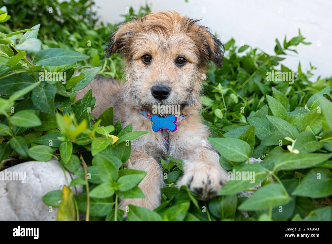 Mixed poodle breed puppy sitting in the garden plants. Stock Photo