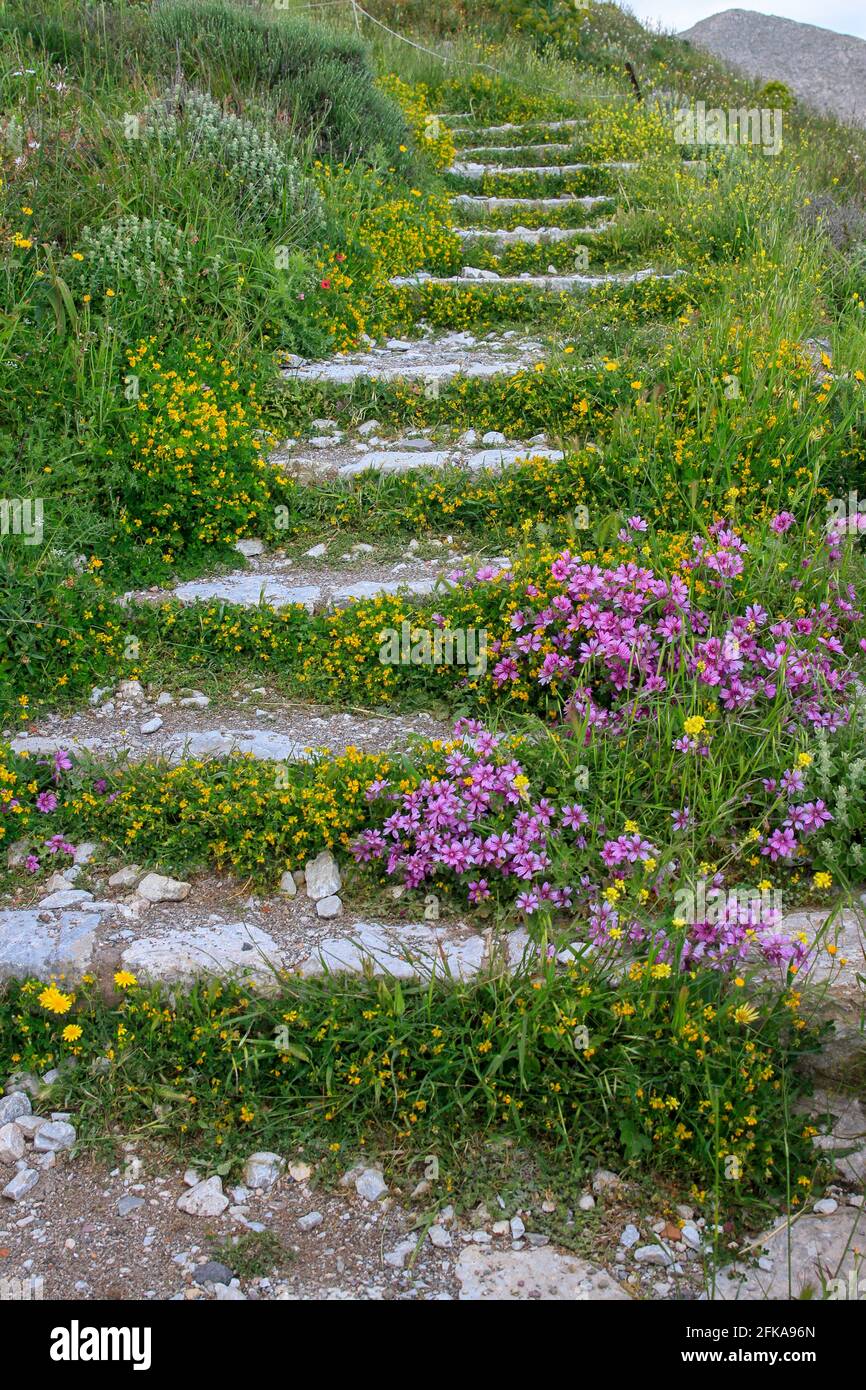 Stone stairs leading up in Ancient Thera on Messavouno mountain with purple flowers, Santorini, Greece Stock Photo