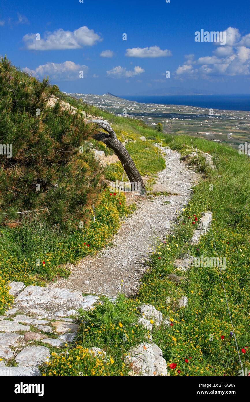 Footpath with bent tree in Ancient Thera on Messavouno mountain with cityscape in background, Santorini, Greece Stock Photo