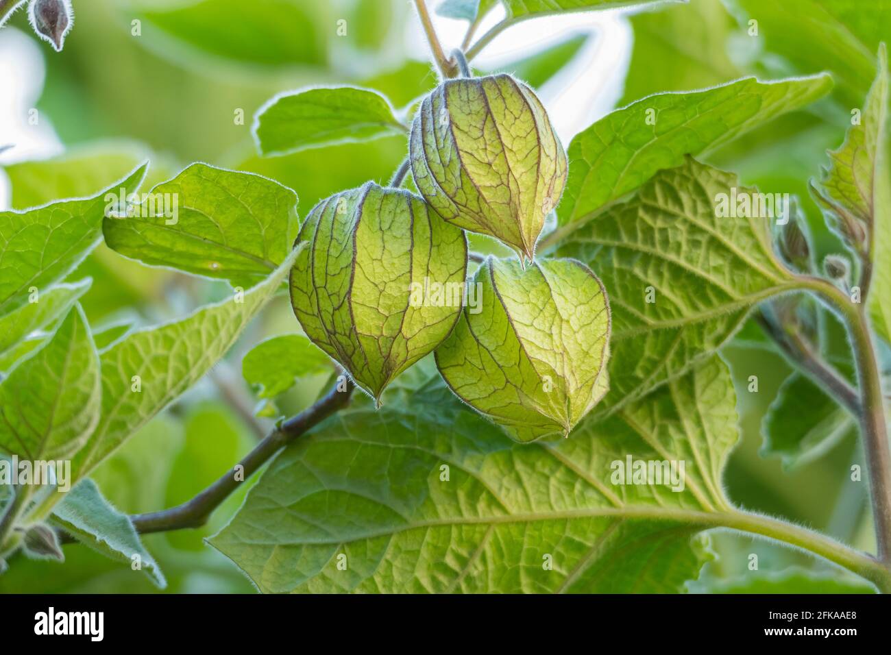 fruits of cape gooseberry the plant physalis peruviana seen close up ...