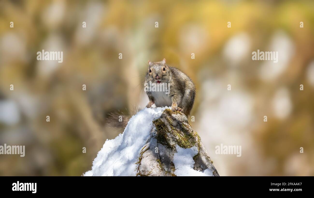 The world natural heritage location of chongqing squirrel Stock Photo