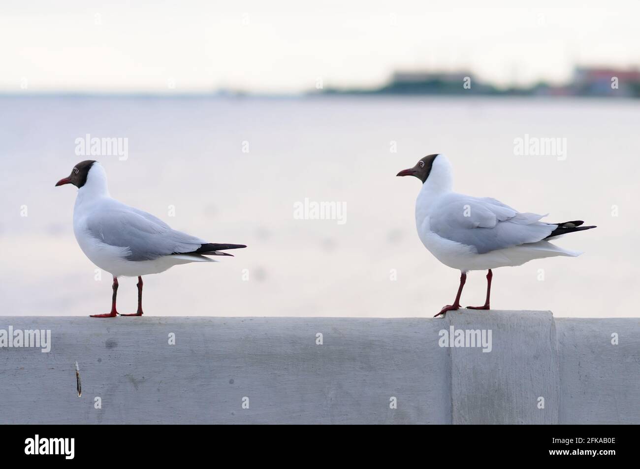 Two Black-headed Gulls on a Rail Stock Photo