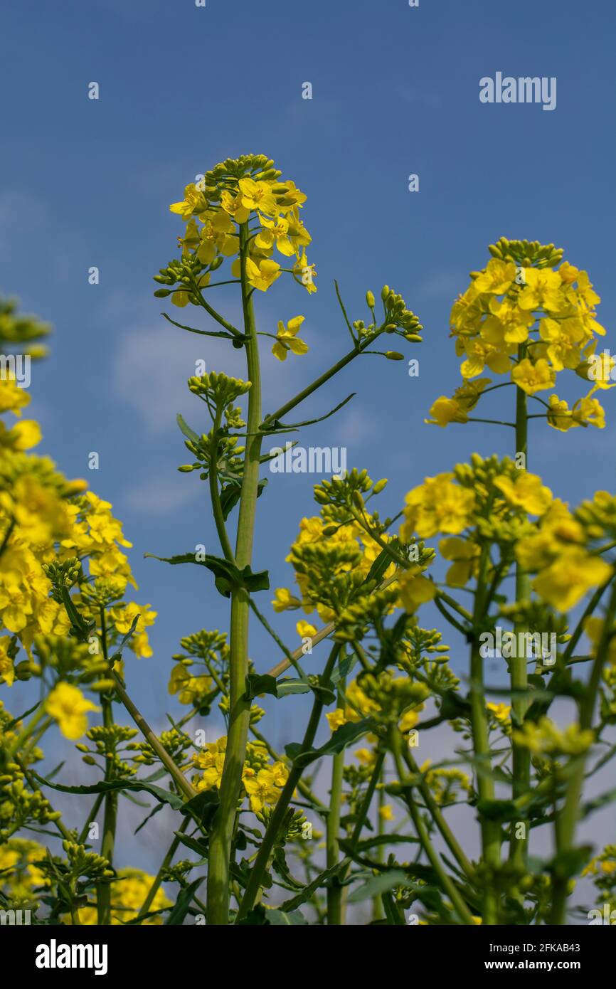 Flowering rapeseed , canola or colza (Brassica Napus). Plant for green energy and oil industry. Biodiesel. Blooming rapeseed. Stock Photo