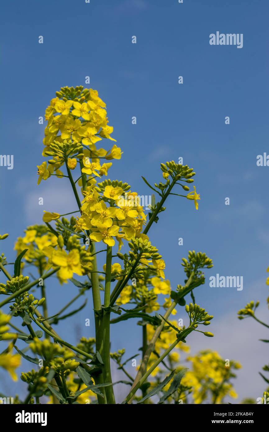 Flowering rapeseed , canola or colza (Brassica Napus). Plant for green energy and oil industry. Biodiesel. Blooming rapeseed. Stock Photo