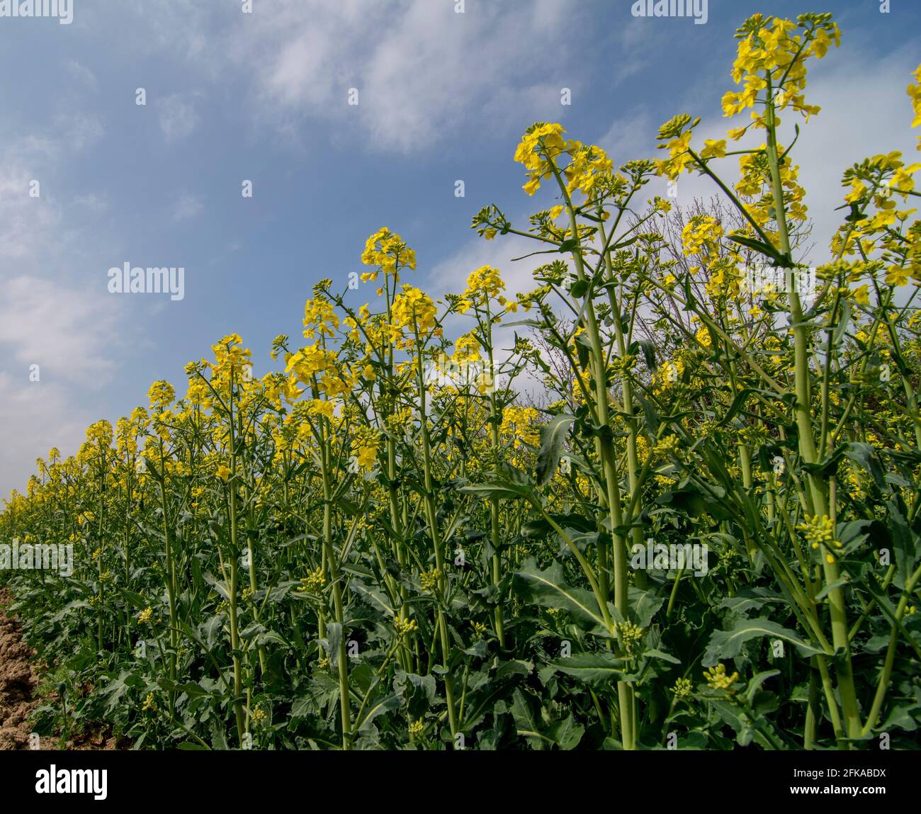 Flowering rapeseed , canola or colza (Brassica Napus). Plant for green energy and oil industry. Biodiesel. Blooming rapeseed. Stock Photo