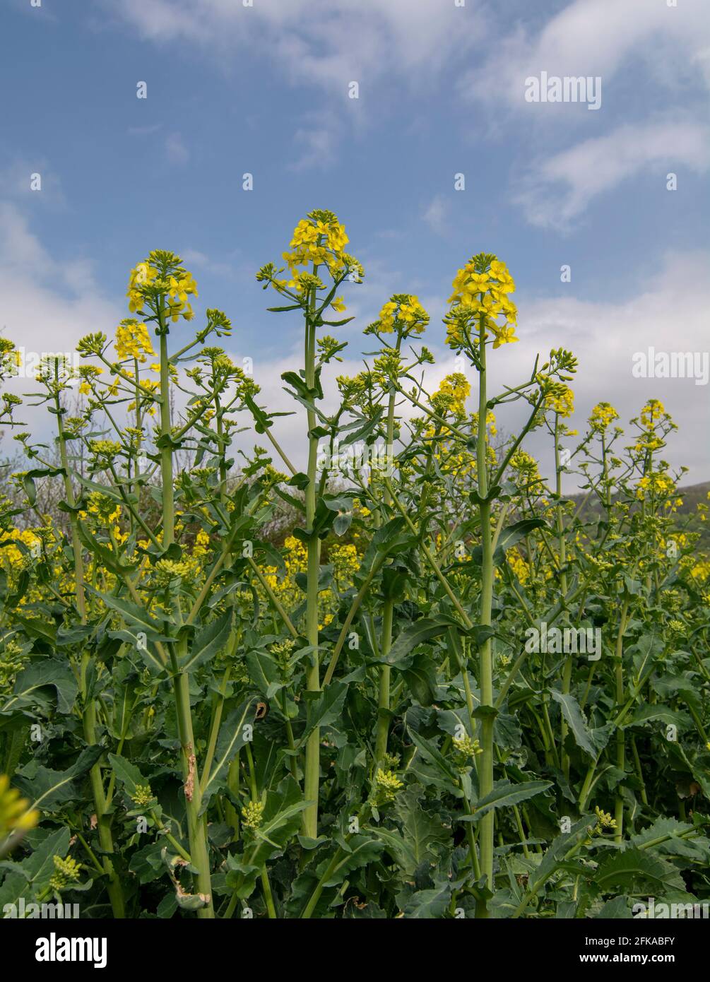 Flowering rapeseed , canola or colza (Brassica Napus). Plant for green energy and oil industry. Biodiesel. Blooming rapeseed. Stock Photo