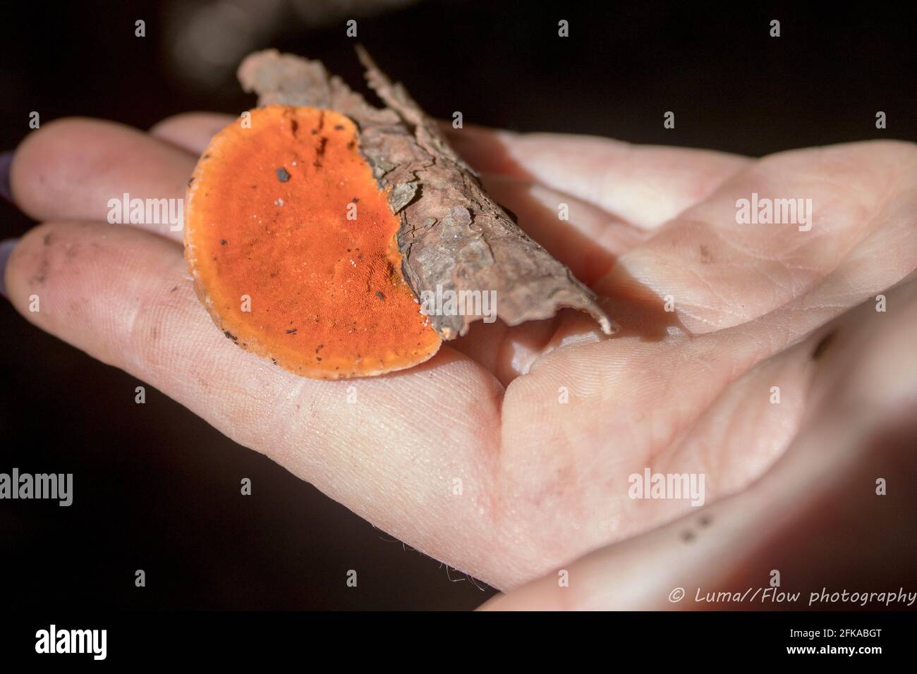 Bright orange polypore mushroom attached to small stick that was found on a nature walk in Australian bush during autumn. Sunlight illuminates it Stock Photo