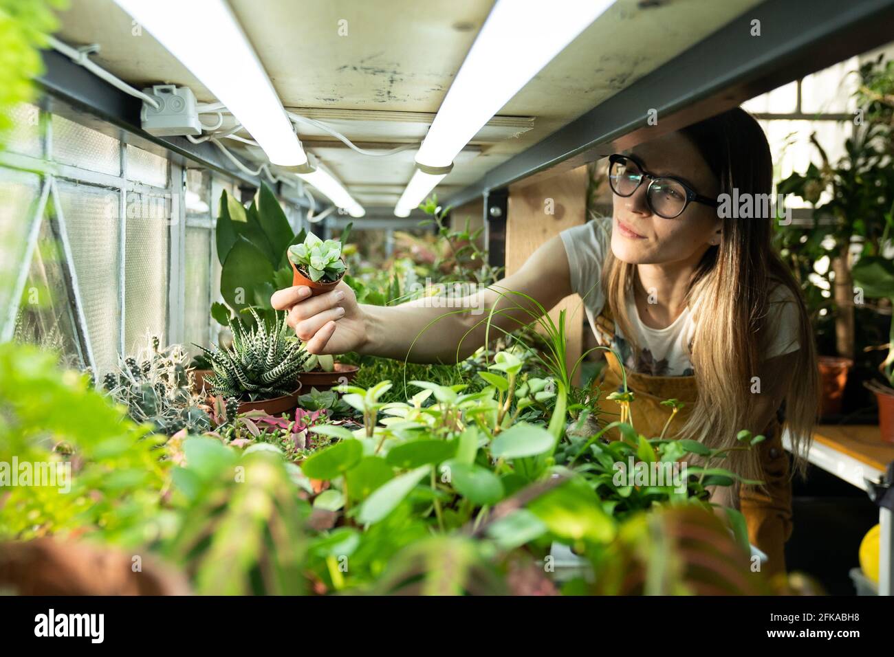 Houseplants for selling business. Female gardener florist work with flower seedling in plant nursery Stock Photo
