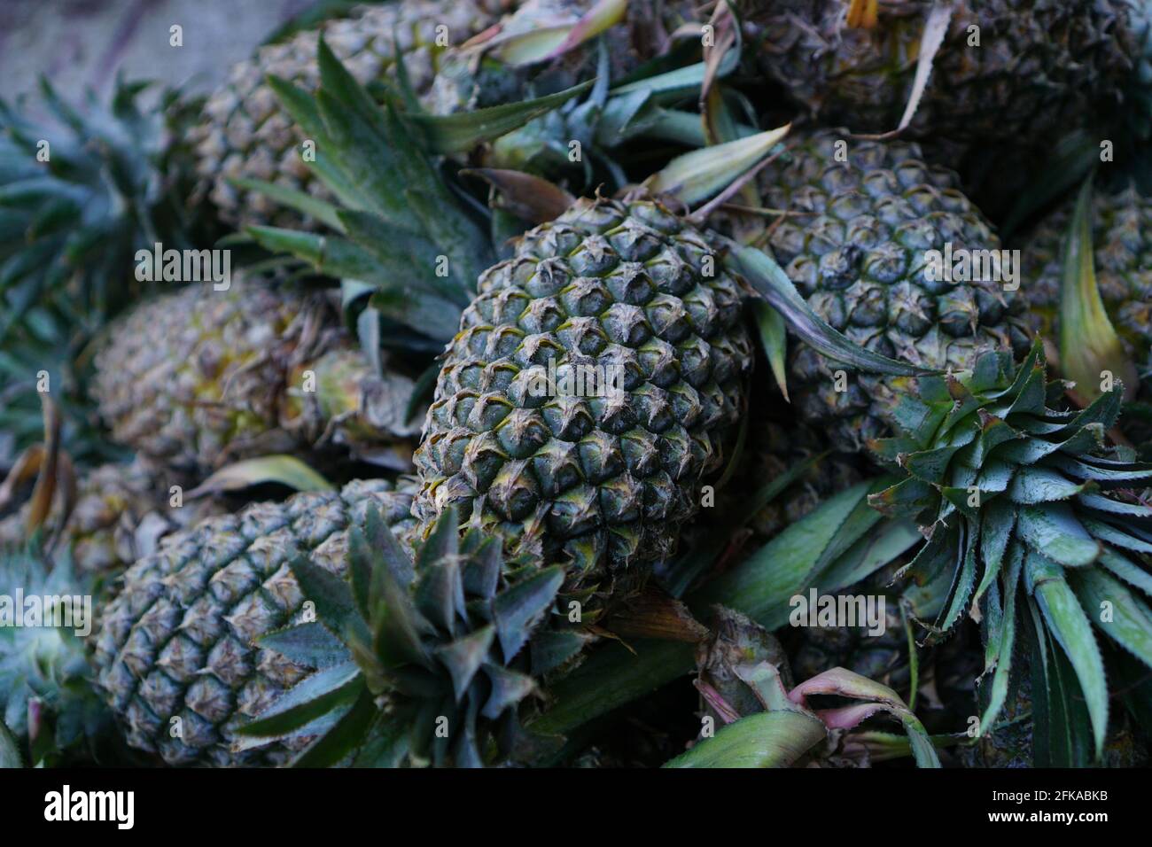 Heaps of green pineapples on the market Stock Photo Alamy