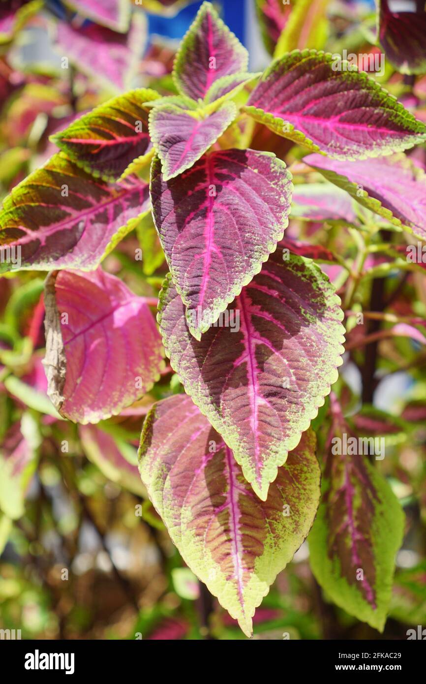 A reddish green plant that can be used as a cough medicine. Stock Photo