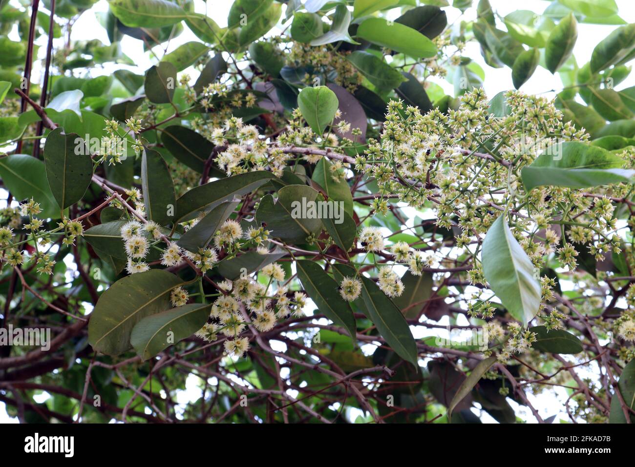 white colored syzygium cumini flower stock on tree in firm Stock Photo