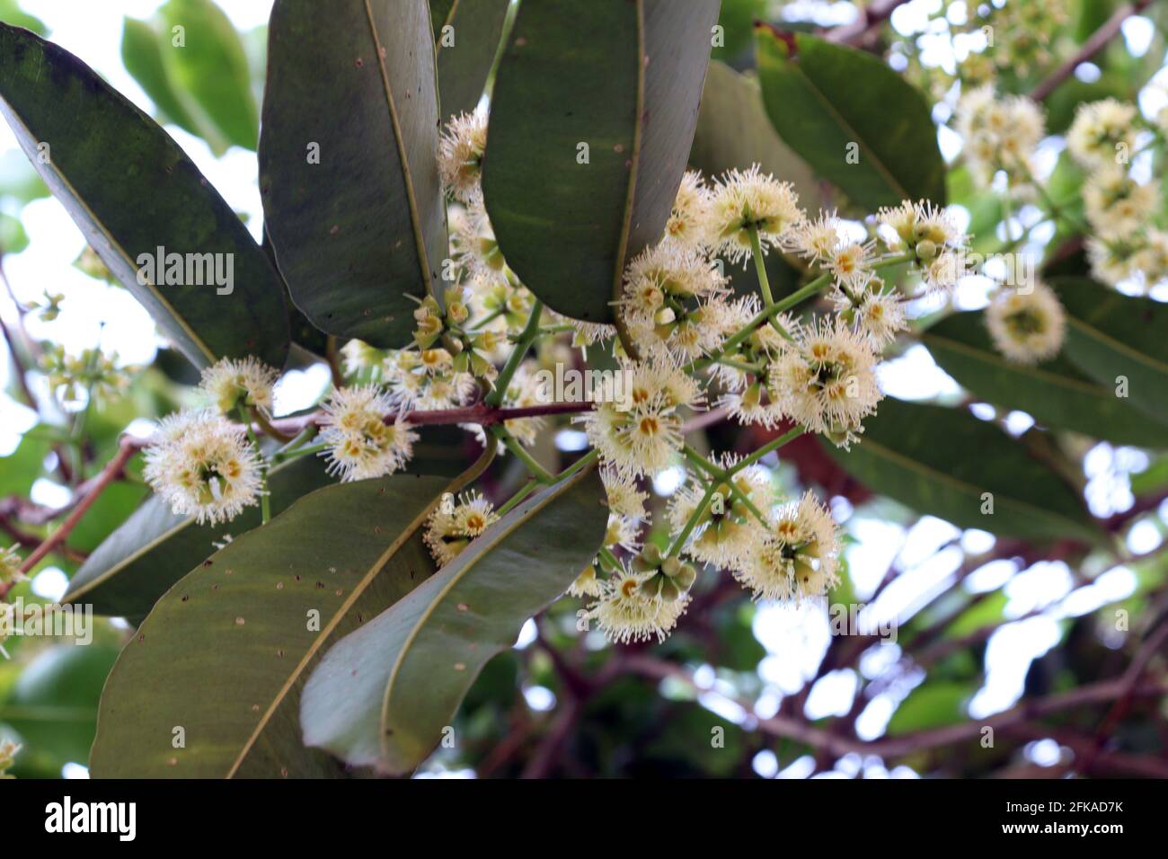 white colored syzygium cumini flower stock on tree in firm Stock Photo