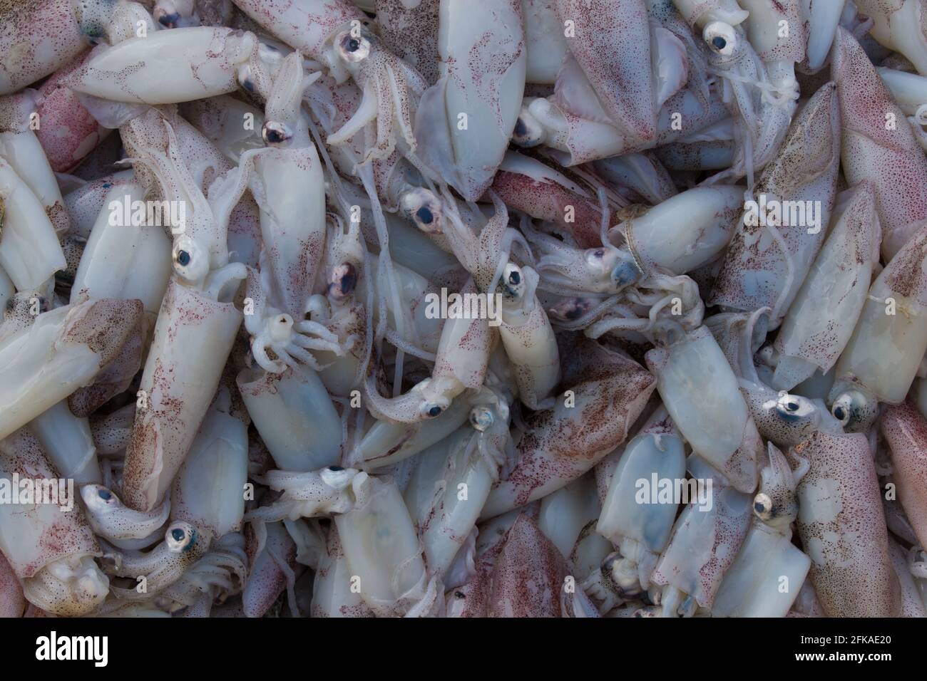 Collection of squid seafood for sale in the market Stock Photo - Alamy