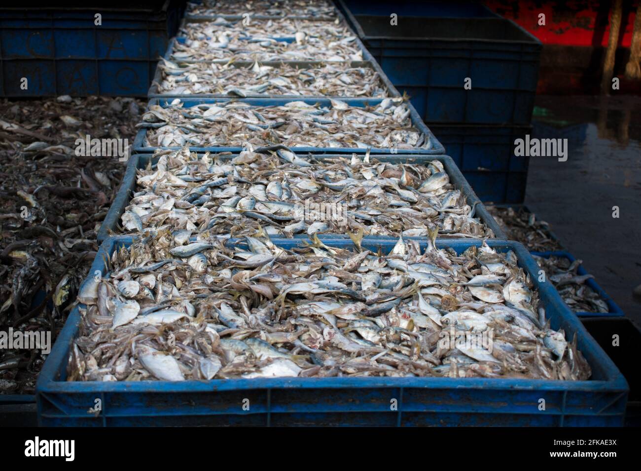 Collection of large quantity queen fish in a containers ready for export. Stock Photo