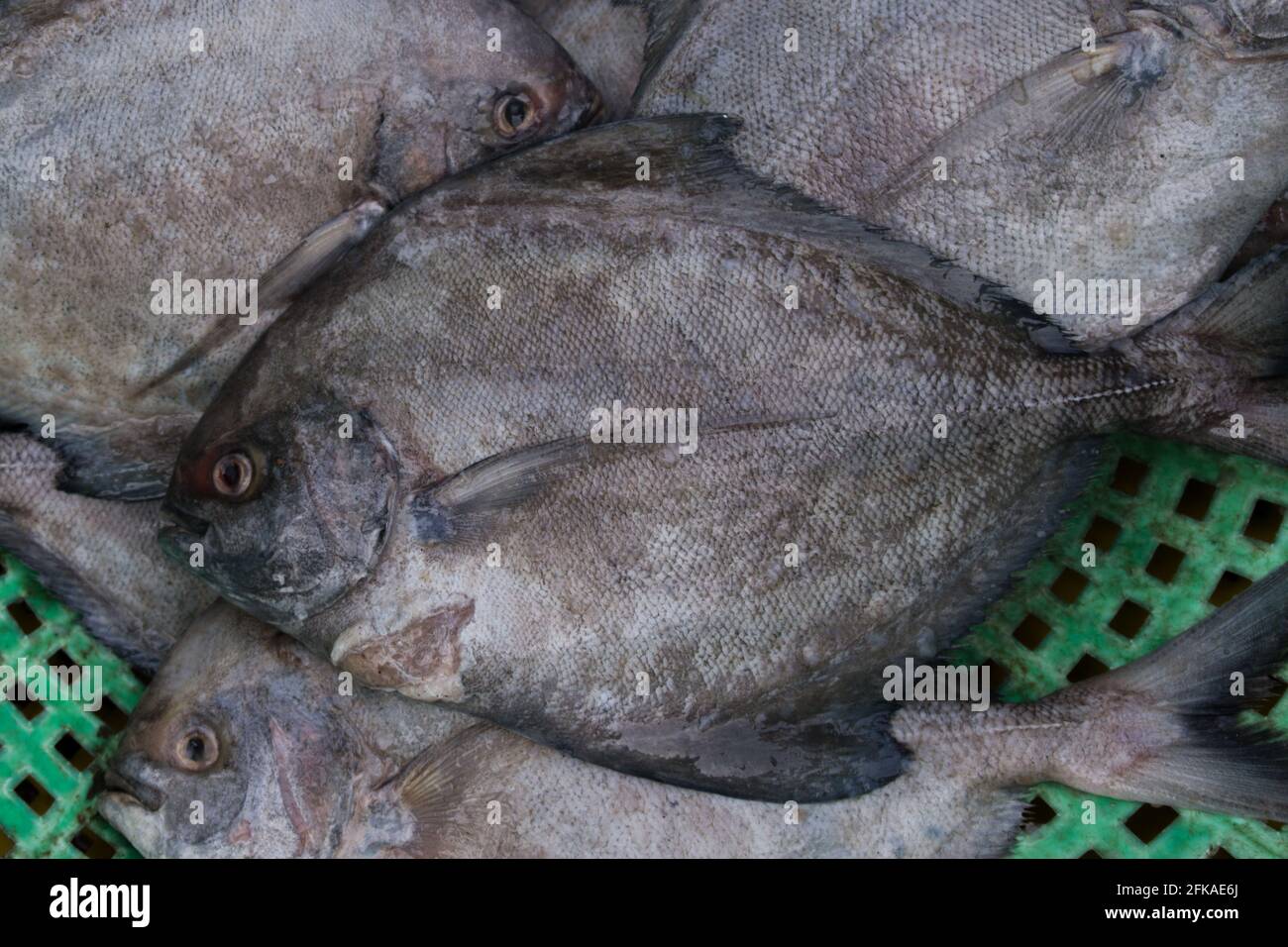 Top view of black pomfret fish Stock Photo Alamy