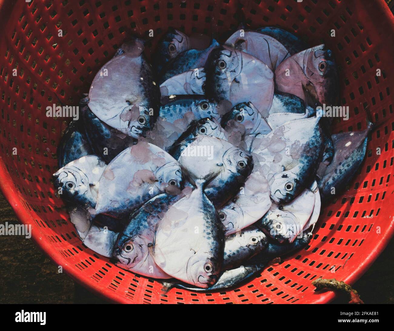 Collection of razor moonfish on a container for sale Stock Photo