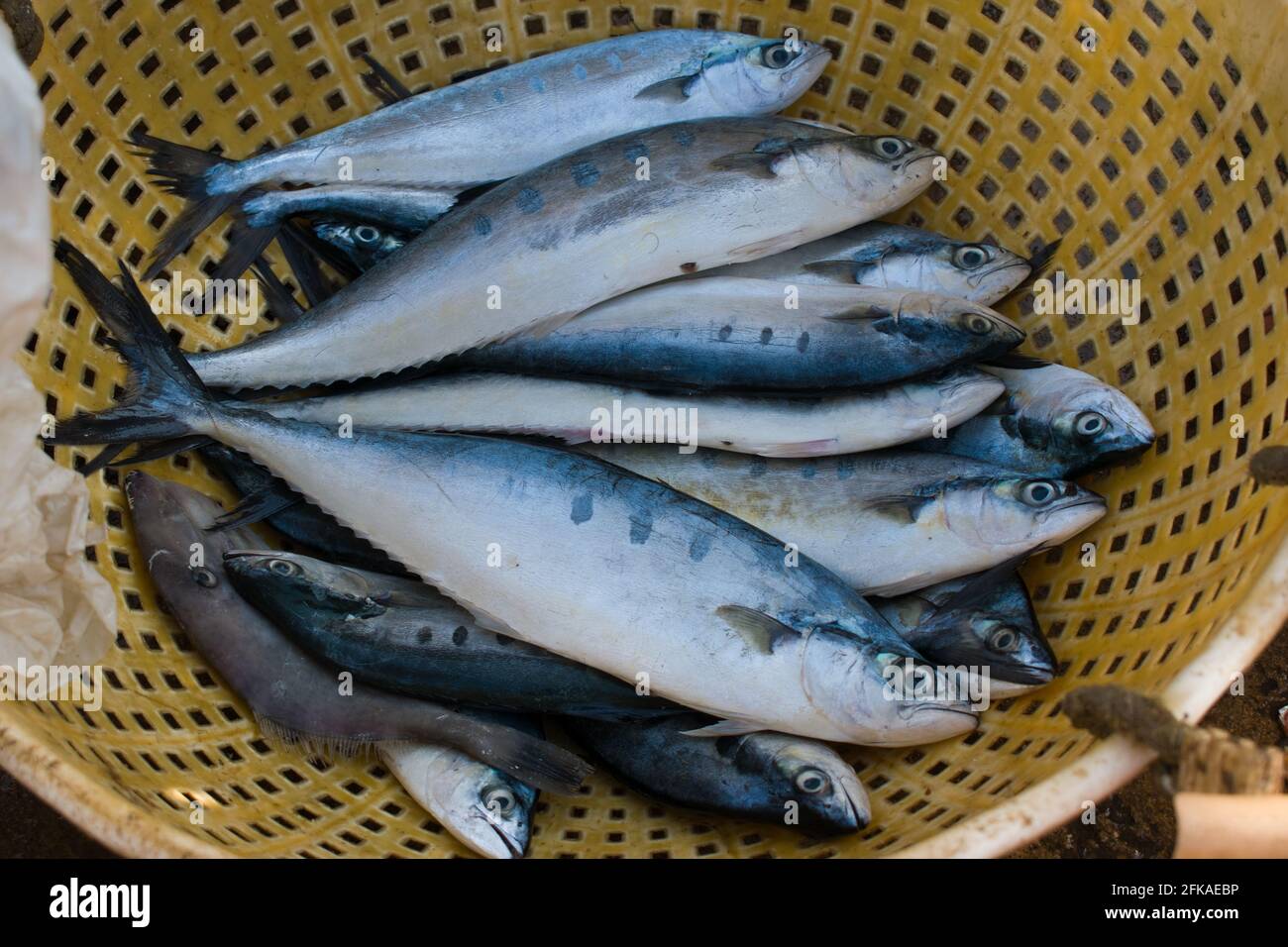 Collection of doublespotted queenfish kept on a container for sale