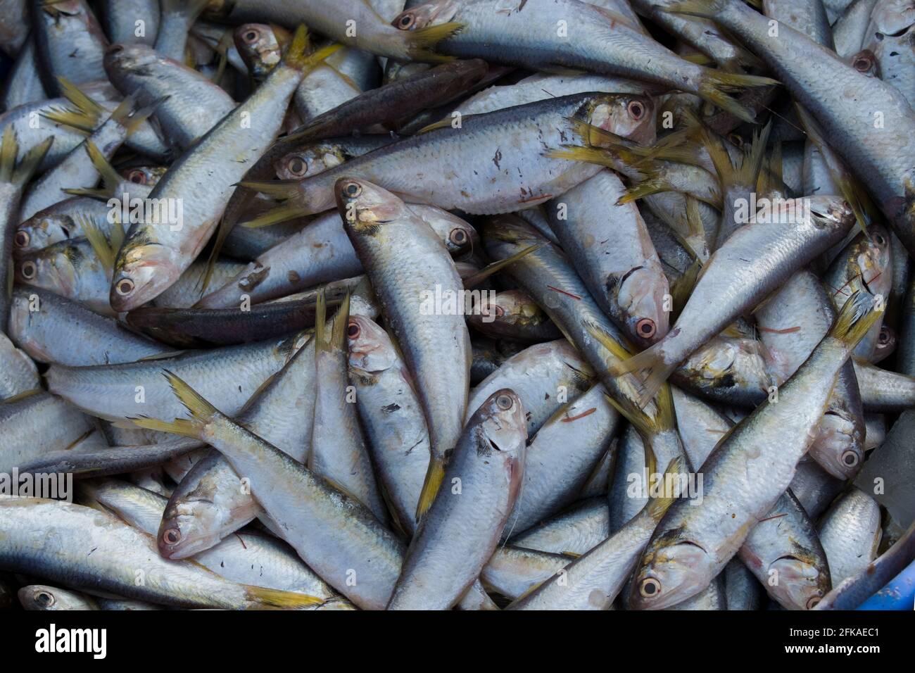 Fresh sardine hires stock photography and images Alamy
