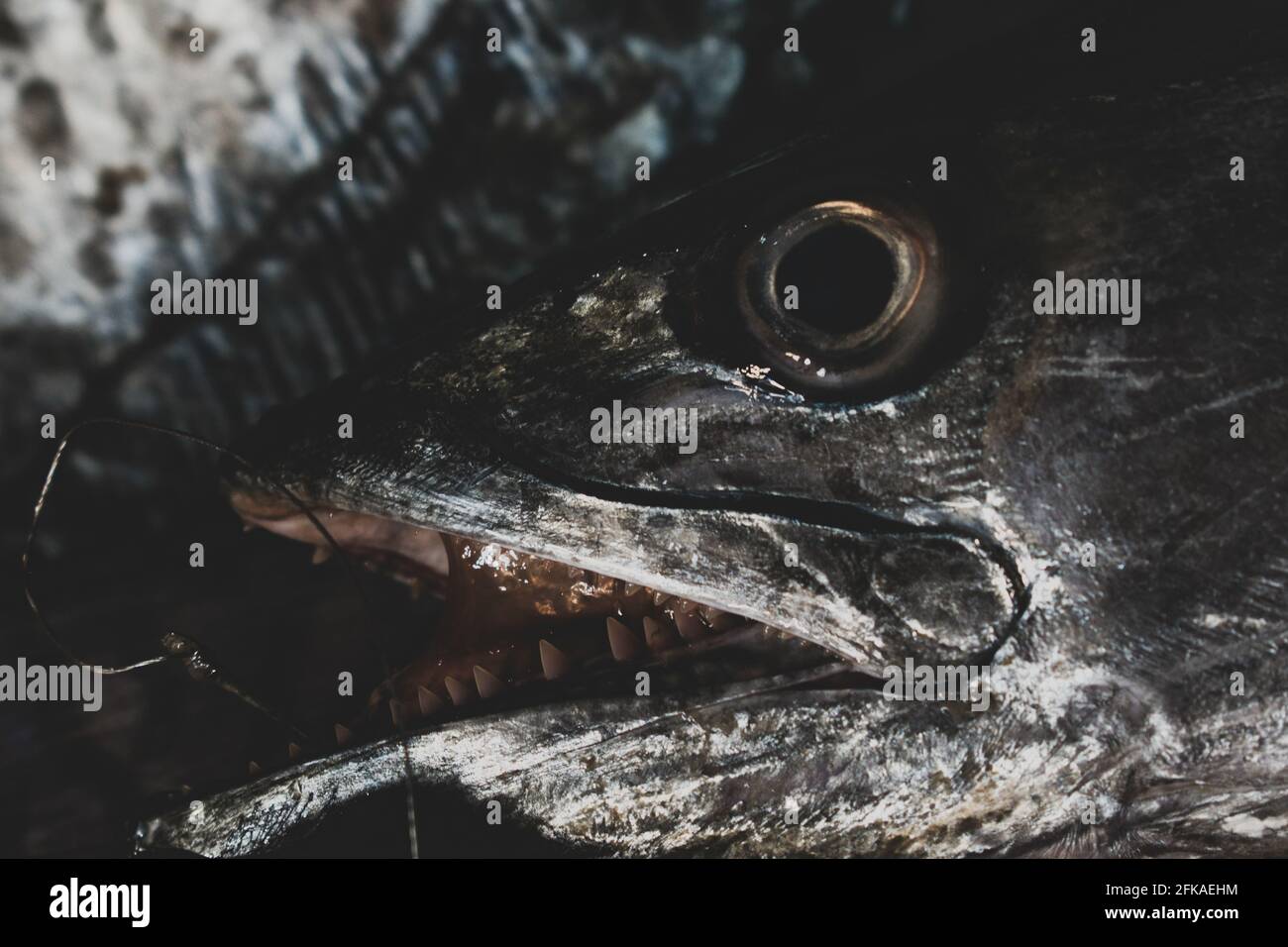 King mackerels hires stock photography and images Alamy