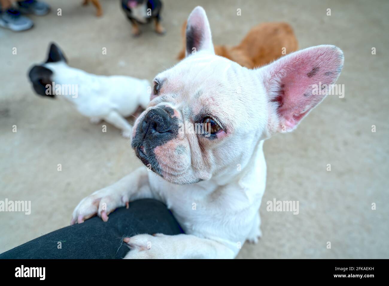 Bulldog portrait in domesticated pet. They have a saggy face and