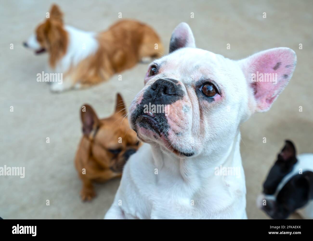 Bulldog portrait in domesticated pet. They have a saggy face and wrinkled  skin but are very friendly to humans Stock Photo - Alamy