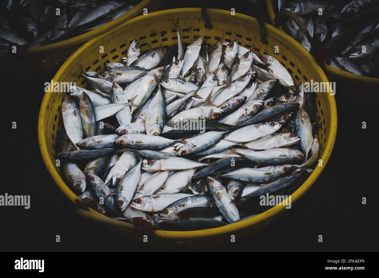 Collection of Indian Mackerel in a fish container for sale in the market. Stock Photo